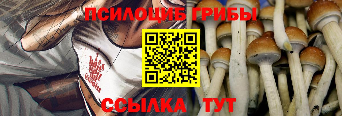 Михайловск  Псилоцибиновые грибы Psilocybine cubensis  Вход с VPN 